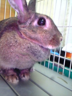 おなかすいたわっ