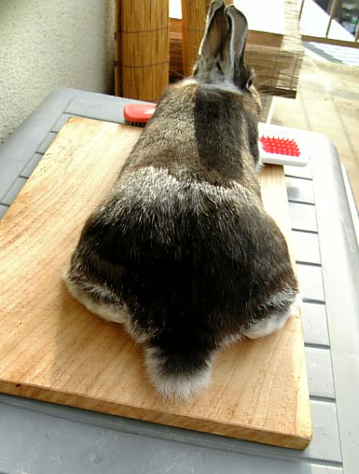 伸し餅のような