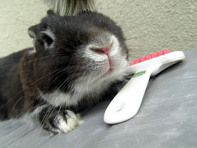 まずは頭から