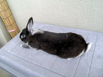 ツヤツヤ