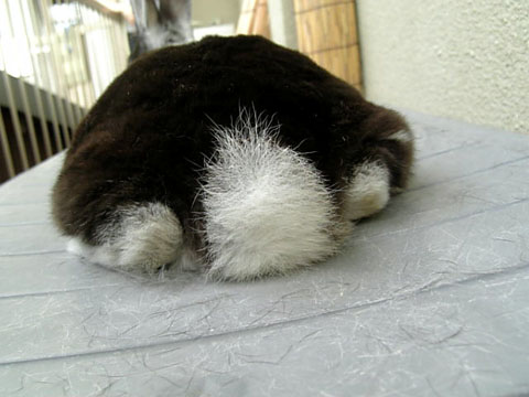 シッポ