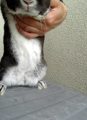 へんないきもの