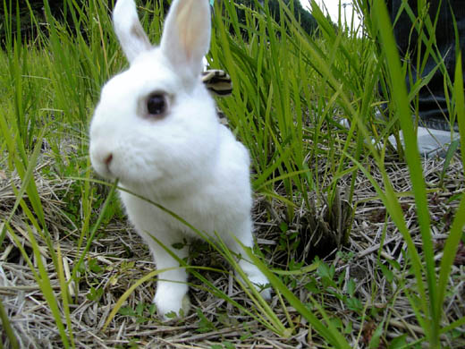パクッと