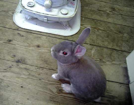 フフン