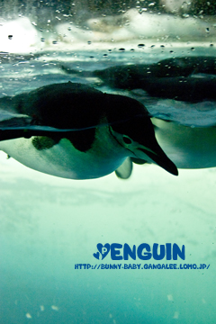 ペンギン