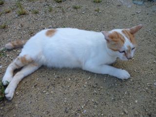 P1000376.jpg