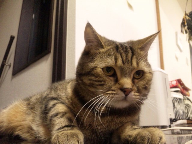 こたろー