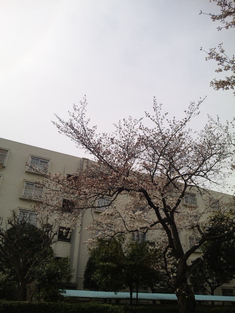 サクラ