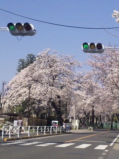 サクラ
