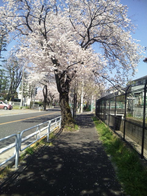 サクラ
