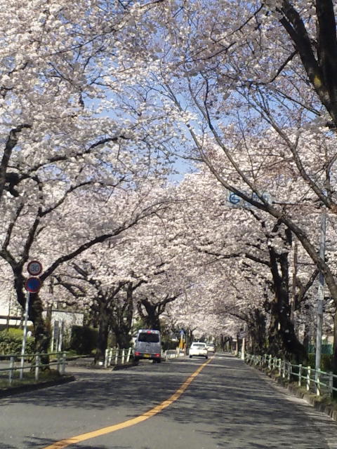 サクラ