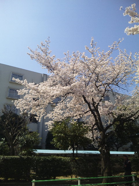 サクラ