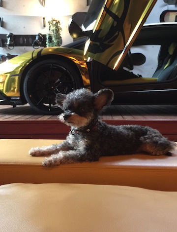 Gacktさんブロマガ ブログ更新 紫輝のココロ