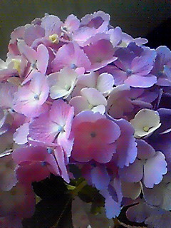 200906111551001.jpg