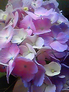 200906111551000.jpg