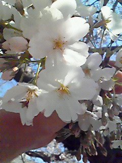 201104061315002.jpg