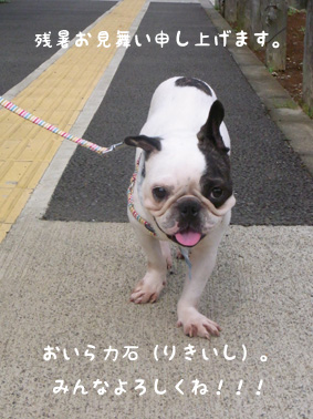 残暑見舞い