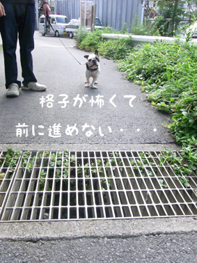 格子が苦手!?