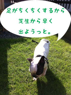 芝生が苦手。