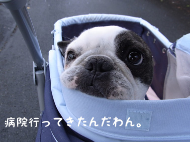 病院へ行ってきたんだわん。