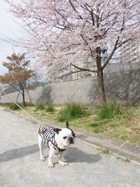 お花見