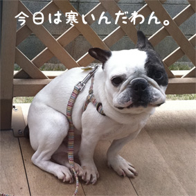 今日のおいら(2011.5.5)