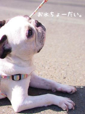 家族でお散歩
