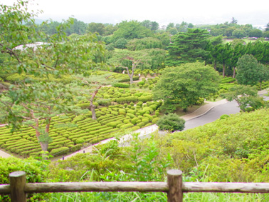 伊豆旅行