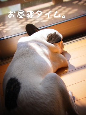お昼寝中。