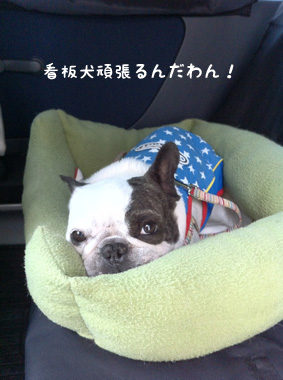 看板犬