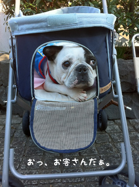 看板犬