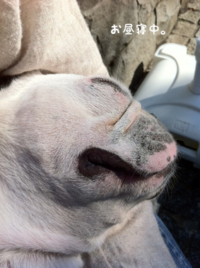 看板犬