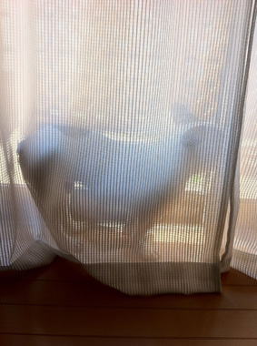 日向ぼっこ