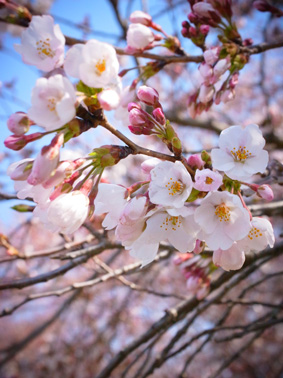 お花見
