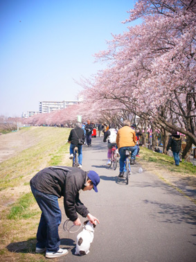 お花見
