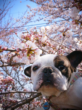 お花見