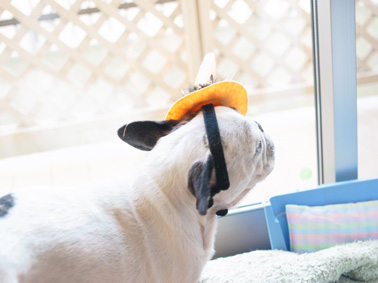 ハロウィン