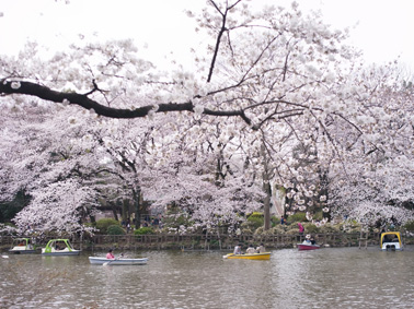 井の頭公園お花見