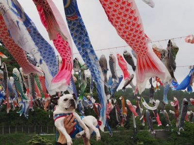 相模川鯉のぼり