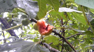 Image3171.jpg