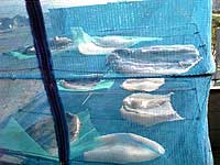 sumiao