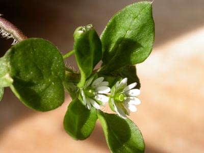 macro1