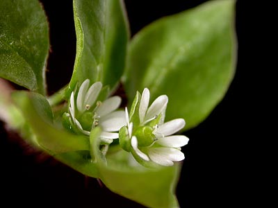 macro2