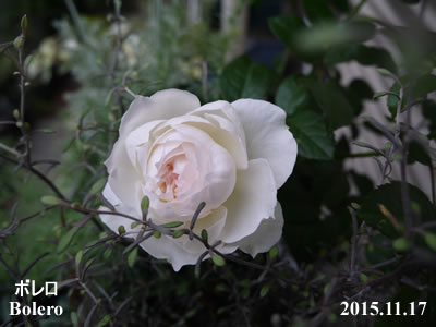 復活のボレロ バラ 薔薇 は無農薬で育つのか 初心者のばら栽培ブログ