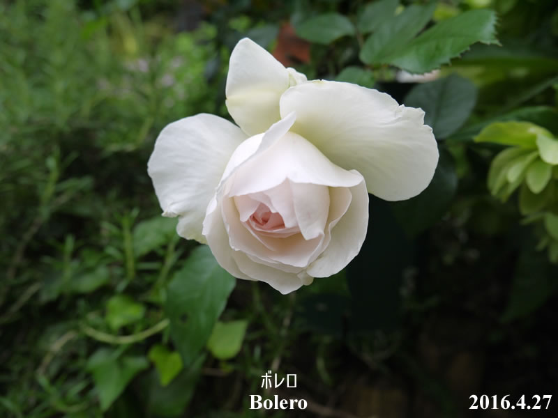 ボレロがまもなく開花します バラ 薔薇 は無農薬で育つのか 初心者のばら栽培ブログ