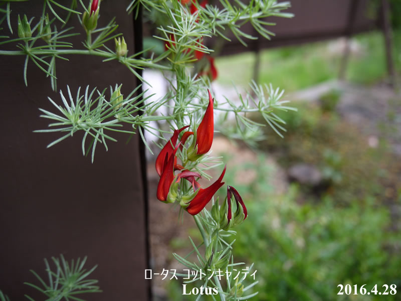 ロータス コットンキャンディに 花 バラ 薔薇 は無農薬で育つのか 初心者のばら栽培ブログ