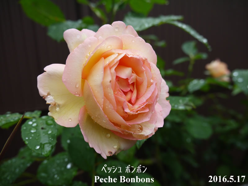 ペッシュボンボンが移植のストレスに耐え 開花 バラ 薔薇 は無農薬で育つのか 初心者のばら栽培ブログ
