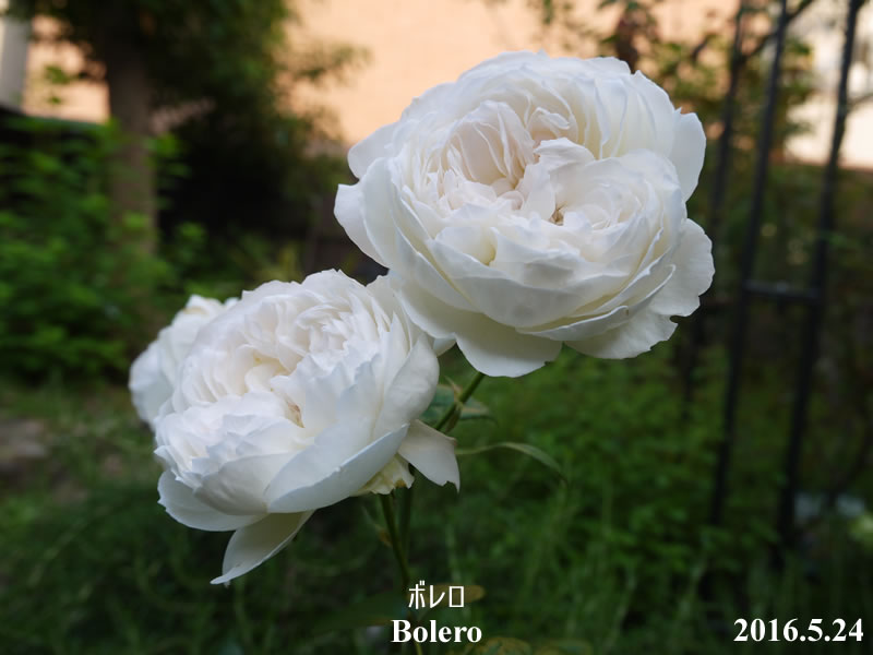 ボレロが咲きました バラ 薔薇 は無農薬で育つのか 初心者のばら栽培ブログ