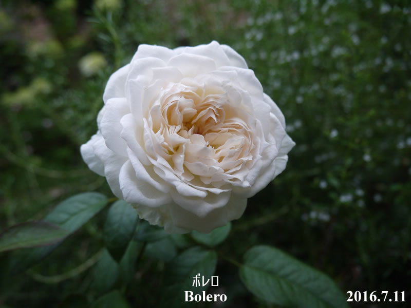夏のボレロ バラ 薔薇 は無農薬で育つのか 初心者のばら栽培ブログ