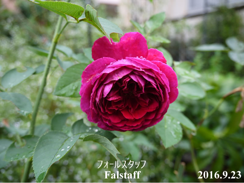 赤バラのフォールスタッフ秋の花